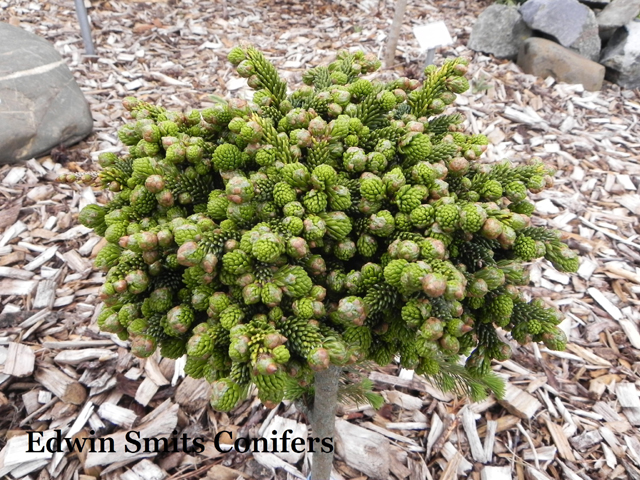 Picea orientalis 'Mizar'